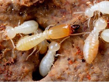 夏季白蚁多，如何防治好？