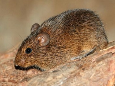 南海除虫灭鼠中心农家乐预防老鼠灭治老鼠小知识