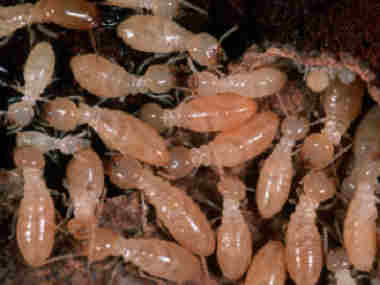 西樵防治白蚁公司家里小区发现白蚁，怎样杀白蚁才能杀干净？