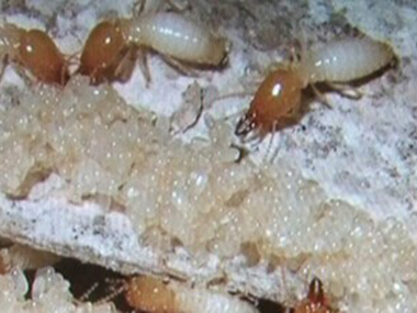 官窑治白蚂蚁公司消灭白蚁防治容易犯以下几点误区