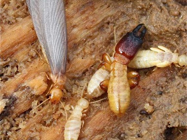 金沙专业杀白蚁公司如果有飞蚁飞进你的家，要留意了！千万不要这么做