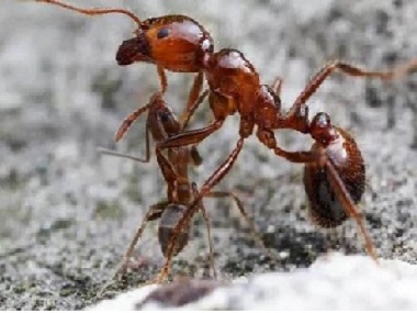 大沥白蚁预防中心厨房灭蚂蚁的7个小方法