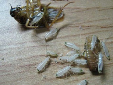 盐步专业灭虫害所告诉你办公室怎么灭蟑螂最有效