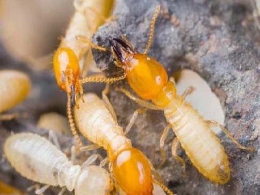 黄岐白蚁验收公司房屋装修为什么要做白蚁预防