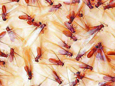 佛山治白蚁中心应该如何提早预防分飞期白蚁