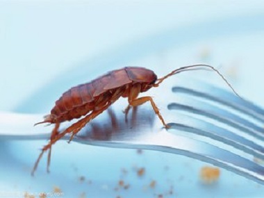 里水杀虫灭鼠公司蟑螂很难消灭的真正原因是什么