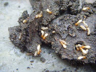 金沙灭治白蚁中心房屋遭受白蚁危害是什么原因