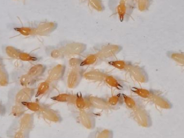 罗村灭治白蚁所：常用的白蚁灭治方法有如下几种