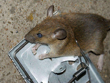 里水杀虫灭鼠中心预防老鼠进入室内的有效方法