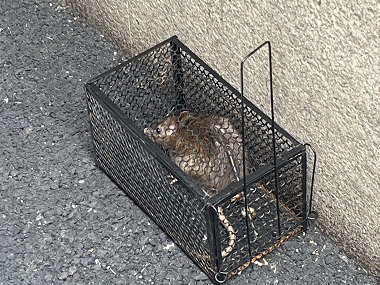 南海上门灭鼠所捕鼠笼灭鼠应该布置在什么位置