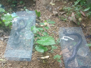 罗村病媒生物防控公司毒蛇与无毒蛇的区别